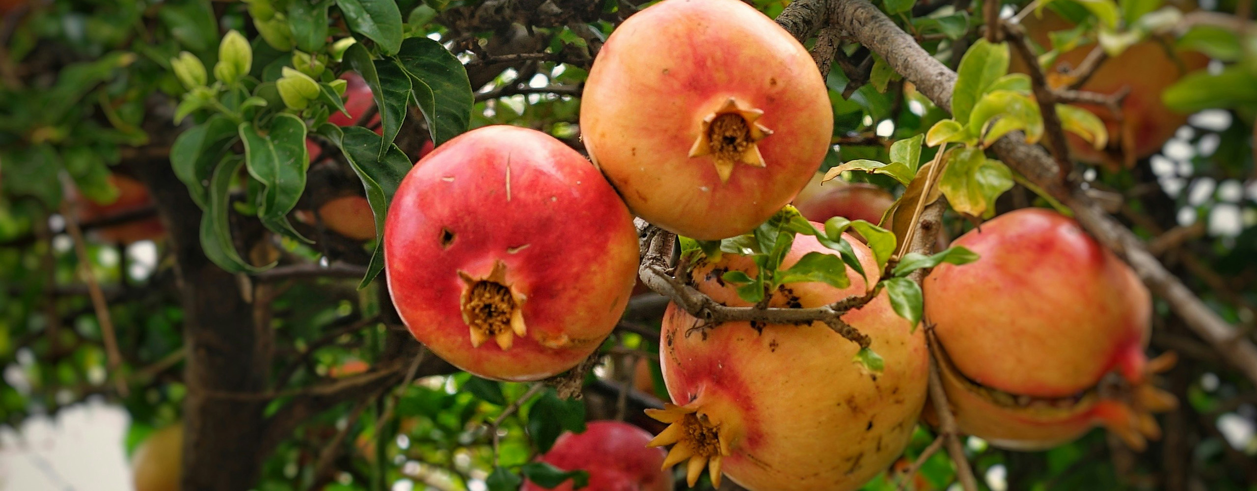 Discover Israel with us - Telavivian